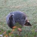 A brazen female wild turkey on a north Chico lawn, J.H. Connell