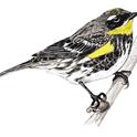 Yellow-rumped Warbler. Original artwork by Carol Burr in The Birds of Bidwell Park