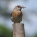 Western Bluebird with lunch, Maren S. Smith