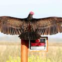Turkey vulture with spread wings, Santiago Manfrim