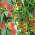 Unthinned peach tree. With no thinning fruit are very small, have poor flavor and more prone to disease, R. Johnson, UC ANR