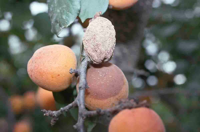 Brown rot apricot fruit mummy, William W. Coates, UC IPM Program