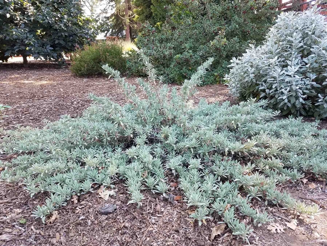 Creeping sage 'Bee's Bliss,' Jeanette Alosi