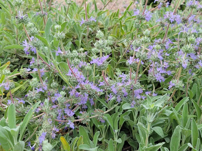 Creeping Sage 'Bee's Bliss' flowering, Jeanette Alosi