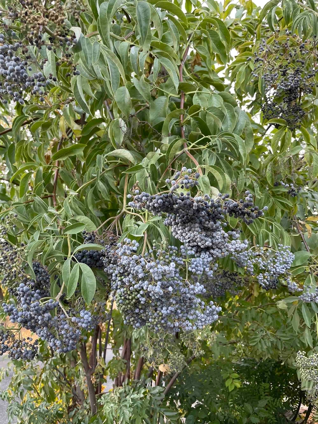 Blue elderberry, a California native, protected in the wild as the host plant of the endangered Valley Longhorn Beetle, Carla Resnick