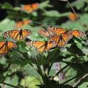 Monarchs in Michoacan, Mexico, Jeanette Alosi