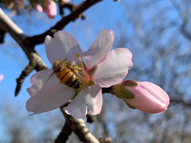 Bee on almond blossom, Laura Kling