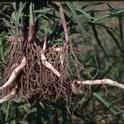 Johnsongrass rhizome, Jack Kelly Clark, UC ANR IPM Program
