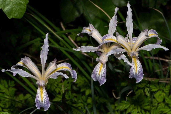 Long-tubed iris on Humboldt Trail, Upper Bidwell Park, Robert Fischer.