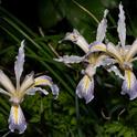 Long-tubed iris on Humboldt Trail, Upper Bidwell Park, Robert Fischer.