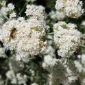 California Buckwheat (eriogonum fasciculatum) with bee, Jeanette Alosi