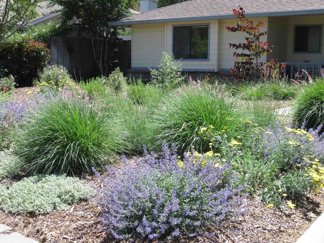 Native plants in front yard, Jeanette Alosi