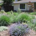Native plants in front yard, Jeanette Alosi