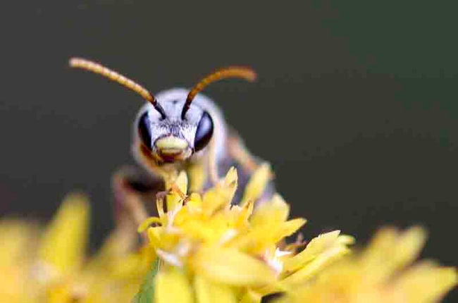 Sweat bee on fall flowering Solidago, Michelle Graydon
