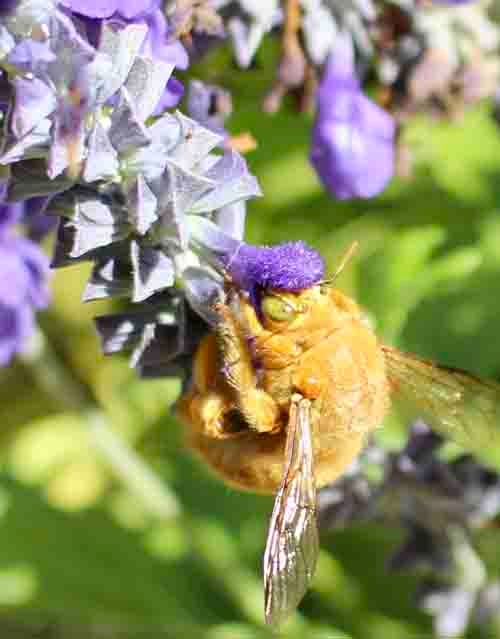 Male carpenter bee, Michelle Graydon