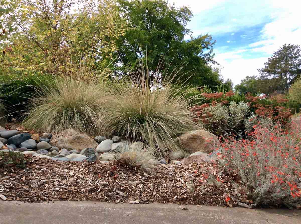 Creating a Rain Garden in Your Home Landscape - The Real Dirt Blog ...