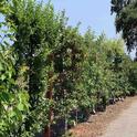 A espaliered fruit trees hedge provides shade while also creating a windbreak, Laura Kling