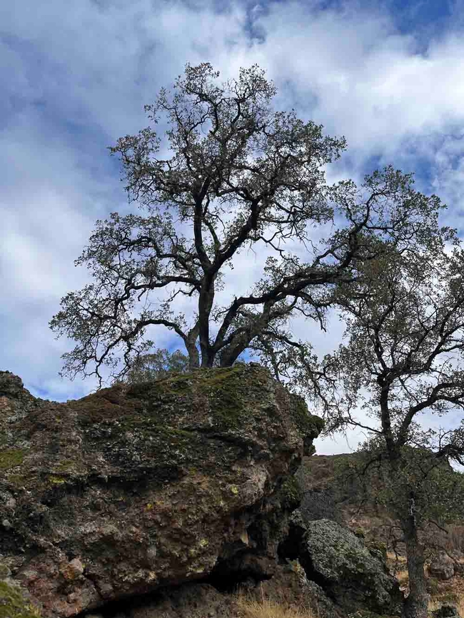 Oak grows behind volcanic rock. Andrea Craig