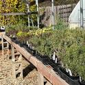 No matter what the season, local nurseries carry a variety of herbs. Debi Durham