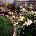 Caring for roses is one of the new workshops offered in the Master Gardener Spring Workshop Series. Jan Burnham