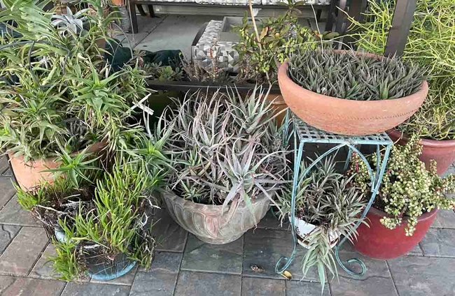 A display of succulents in containers.  Container gardening is one of the new workshops in the Master Gardeners Spring Workshop Series. Jan Burnham