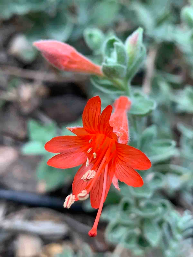 California Fuchsia (Epilobium canum). Laura Kling