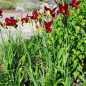 Daylilies can be divided to create more plants. Brent McGhie