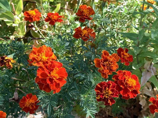 Some marigold species are edible. These bloom in the Edible Garden at the Master Gardeners Demonstration Garden. Laura Kling