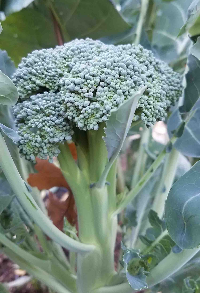 Heirloom Di Ciccio broccoli. Jeanette Alosi