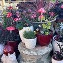 Statuary and containers at Magnolia Gift and Garden in Chico. Debi Durham
