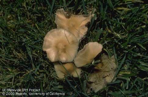 Fairy ring fungus mushroom in turf. Jack Kelly Clark, UC IPM