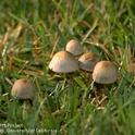 Mushrooms of the lawn fungus, Panaeolus foenisecii, haymaker's Panaeolus. Jack Kelly Clark, UC IMP
