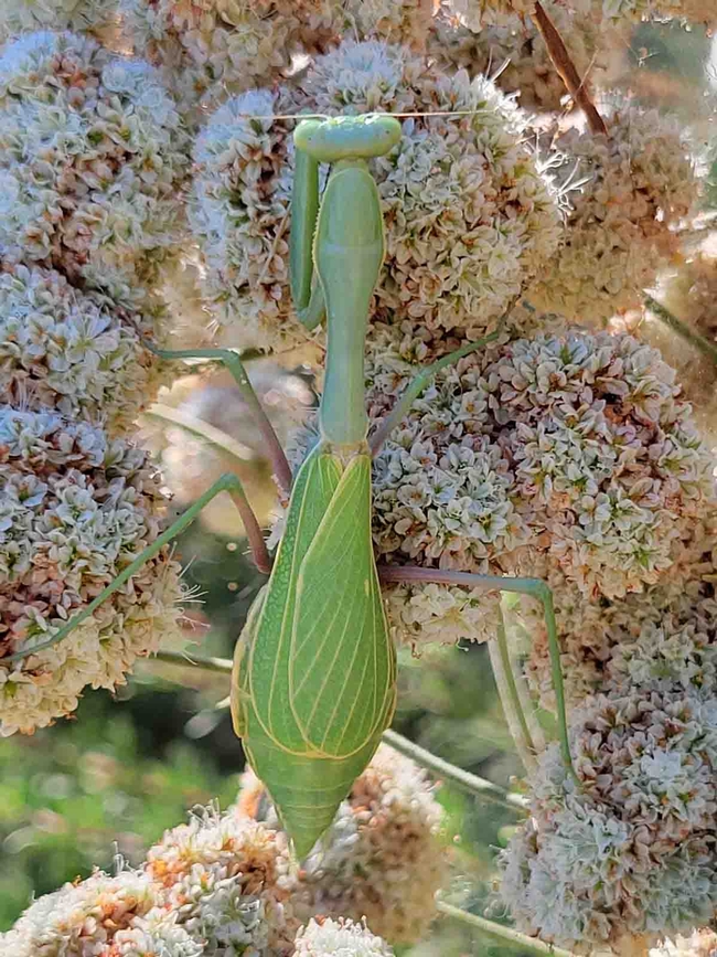 Praying mantis on CA buckwheat. Jeanette Alosi