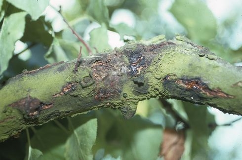 Limb discoloration on apricot branch due to Eutypa. William W. Coates. UC IPM