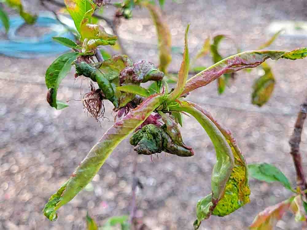 The Real Dirt Blog - UC Master Gardeners Of Butte County