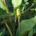 Green Darner Dragonfly pauses on eggplant. Laura Lukes
