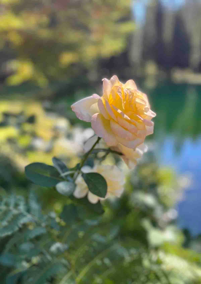 Roses bloom among ferns by the pond at Merlo Park. Debi Durham