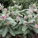 Patch of showy milkweed. Jeanette Alosi