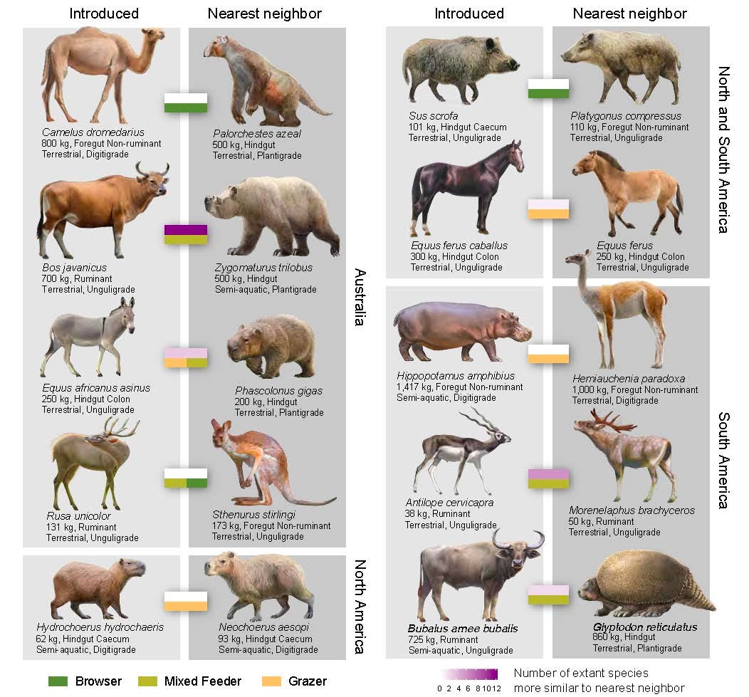How Feral Hogs and Other Out-of-Place Species Can Restore Ecological  Functions of Extinct Animals - Entomology & Nematology News - ANR Blogs