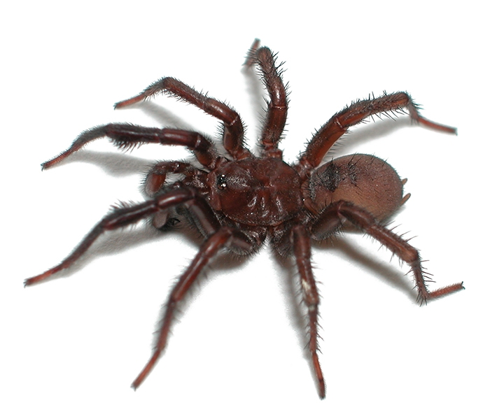 Lacie Newton's Research on Folding-Door Spiders and 'Where Do You
