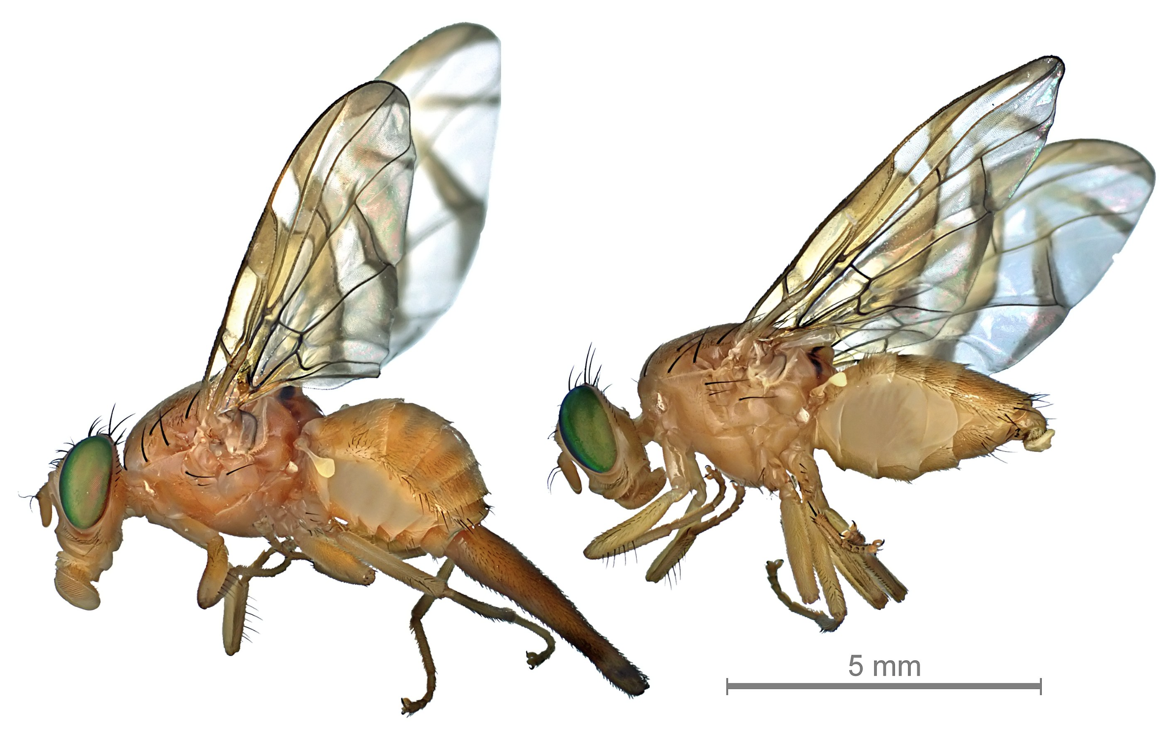 Drosophila melanogaster - Wikipedia