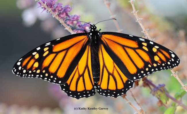 A female monarch nectaring on lavender in Vacaville, Calif. (Photo by Kathy Keatley Garvey)