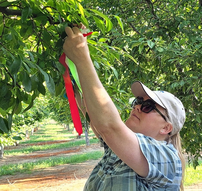 Becky Wheeler-Dykes working in an orchard. She is the newly selected Cooperative Extension orchard systems and weed ecology advisor for Glenn, Tehama and Colusa counties.