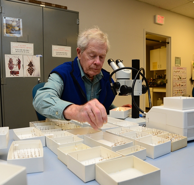 Internationally recognized moth expert Jerry Powell sorting and identifying insects on Dec. 7, 2013 at the Bohart Museum of Entomology.