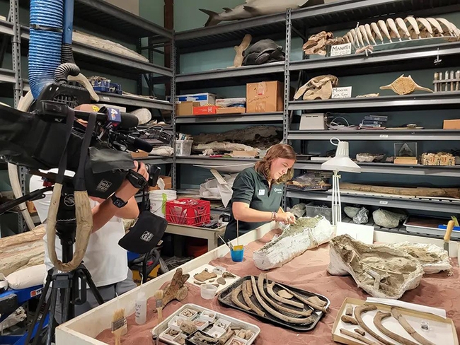 Entomologist Emily Bzdyk, being filmed by the news media as she cleans a 15-million-year-old dolphin skull fossil. (Calvert Marine Museum)