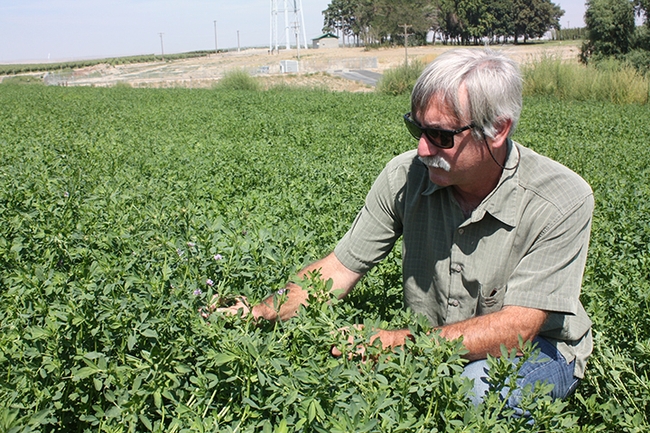 Douglas Walsh, professor and Extension specialist in the Department of Entomology, Washington State University, working in an alfalfa field. (WSU Photo)