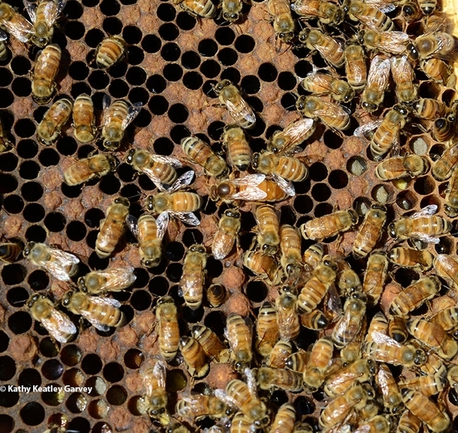 A queen and worker bees at the Harry H. Laidlaw Jr. Honey Bee Research Facility, the home base  of the California Master Beekeeper Program. (Photo by Kathy Keatley Garvey)