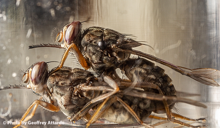 Geoff Attardo: Seminar On Mating Biology Of Tsetse Flies - Entomology ...