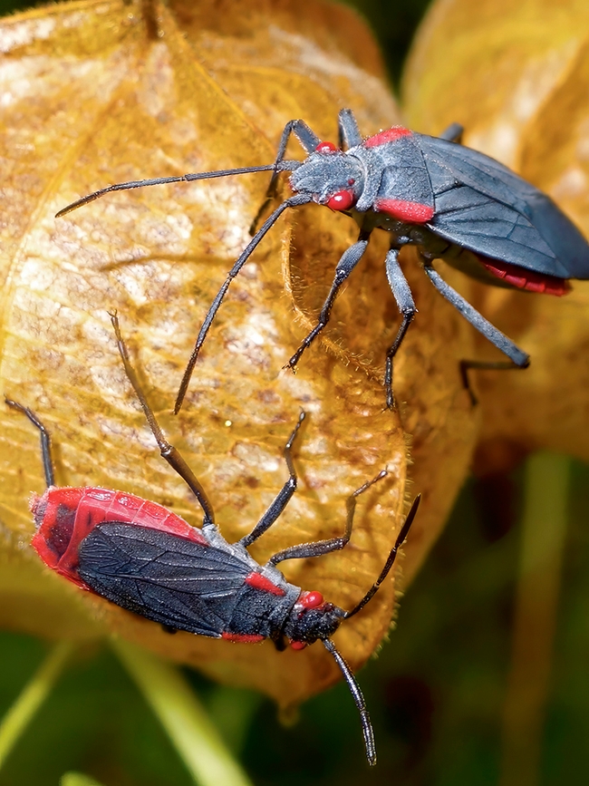 Soapberry bugs flying and flightless morphs together on balloon vine. (Photo by Scott Carroll)
