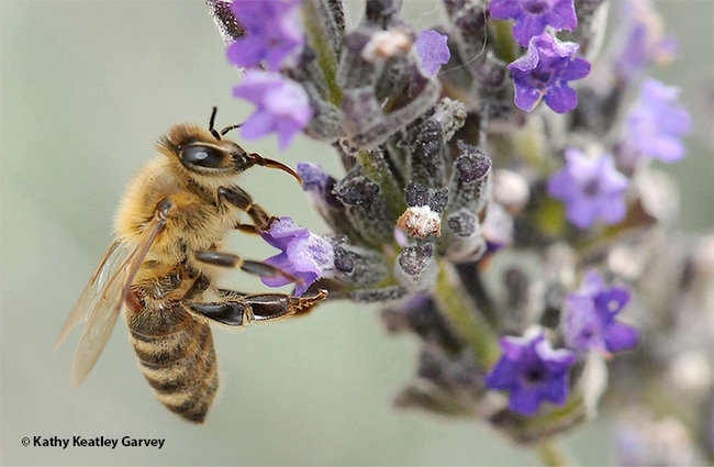 A varroa mite on a foraging honey bee. (Photo by Kathy Keatley Garvey)